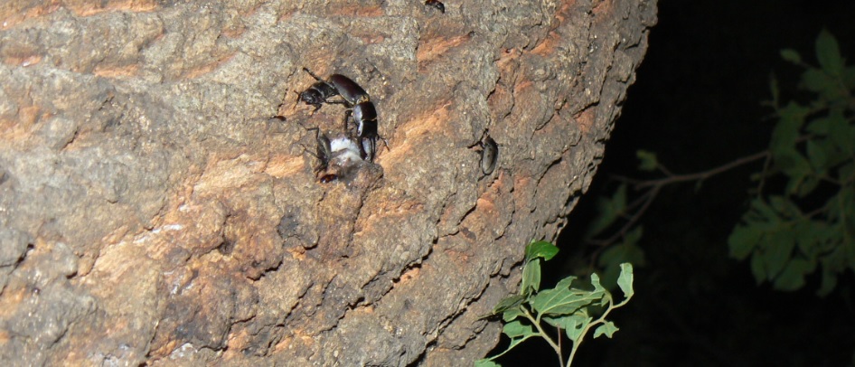 団地前のクヌギ_3_いつもの樹液 コクワガタ4匹 2021年5月28日19時35分頃 気温23度